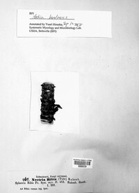 Nectria cinnabarina image